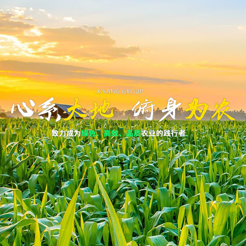 贵州西洋实业