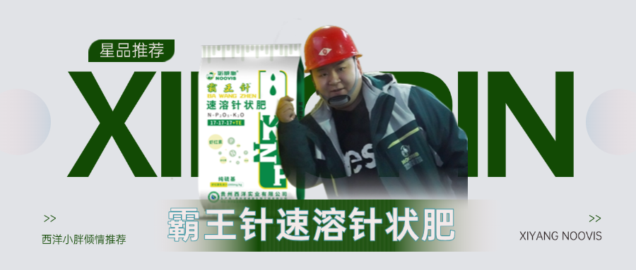 【星品推荐】霸王针速溶针状肥：产量品质双保障,转色增甜更安心！