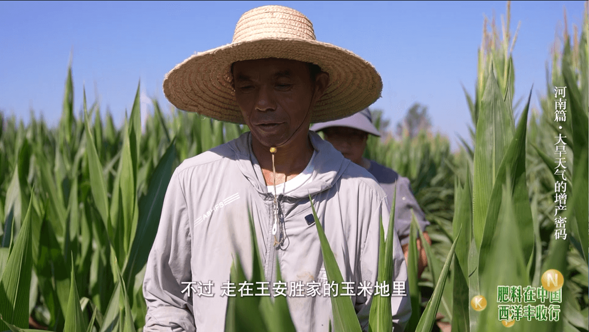 “针”功夫,大作为｜水溶施肥为中原旱地注入新活力！