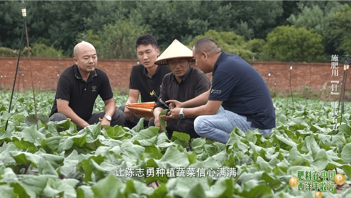 《肥料在中国》走进云南：针状肥助力高原蔬菜提质增效