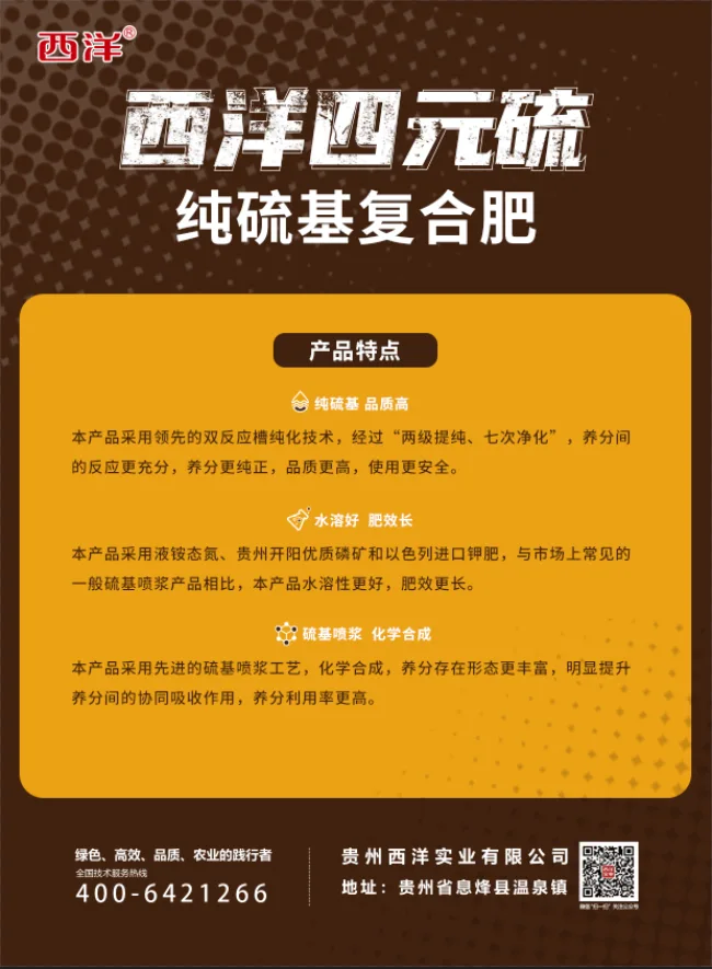 31938577.webp 四元硫-单页-1.webp