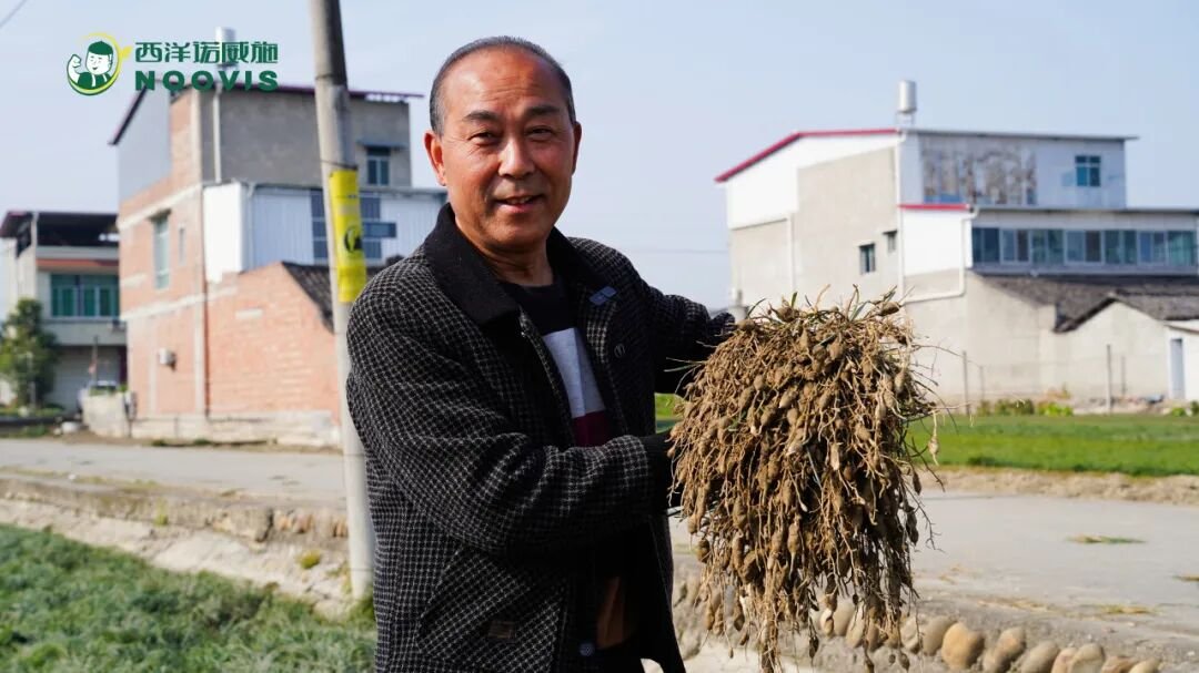 种麦冬44年，我突然发现：以前肥料钱白花了