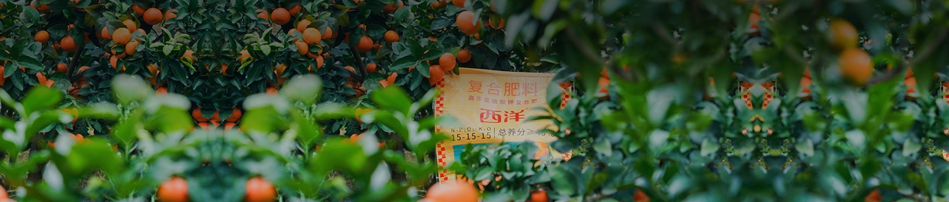 西洋