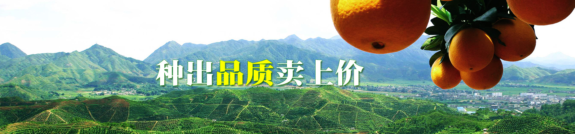 果树苗